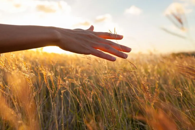 Claudia Marzin – Trainerin – Hand im Weizenfeld.